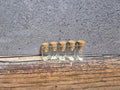 Possum Teeth Curio Vial